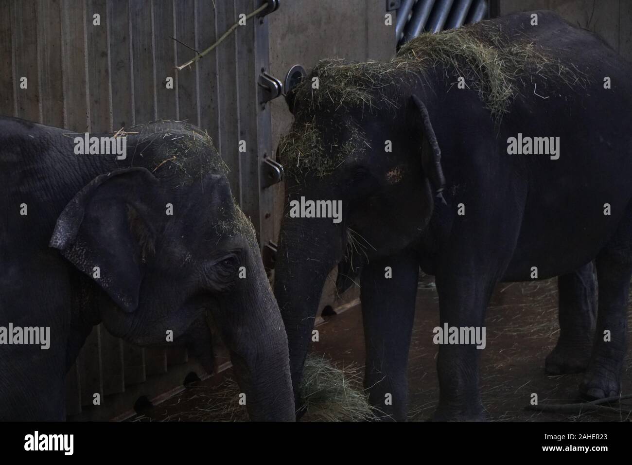 couple of elephants eating at zoo Stock Photo