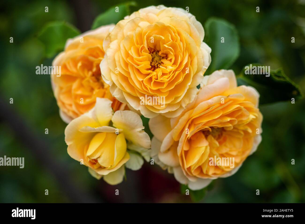 A bunch of orange roses with selective blur and green background taken in South Australia on 21st November 2019 Stock Photo