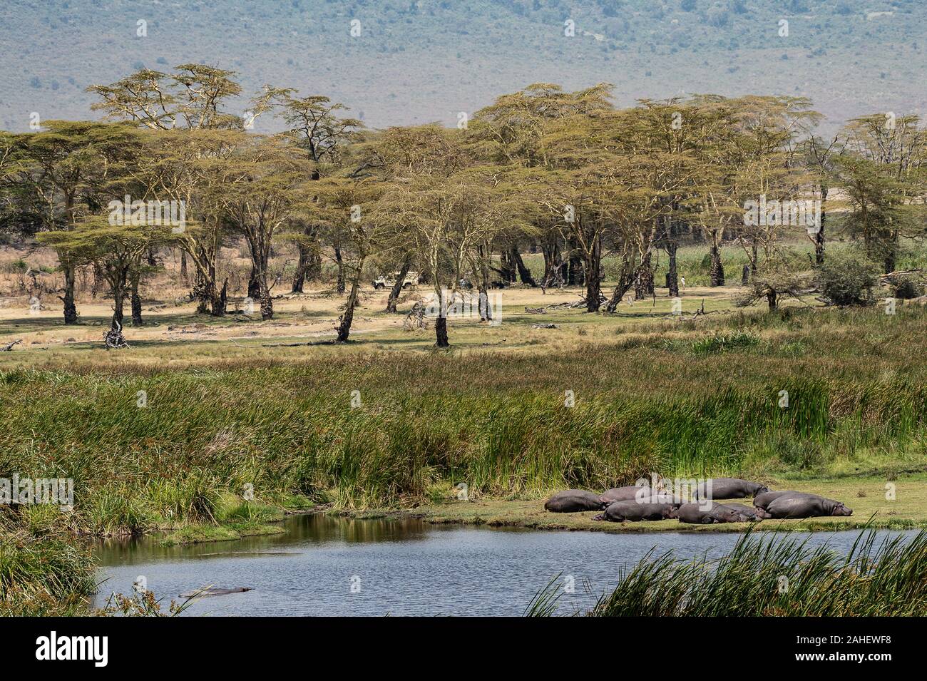 A small natural pond inside Ngorongoro Conservation Area, Tanzania, Afica Stock Photo