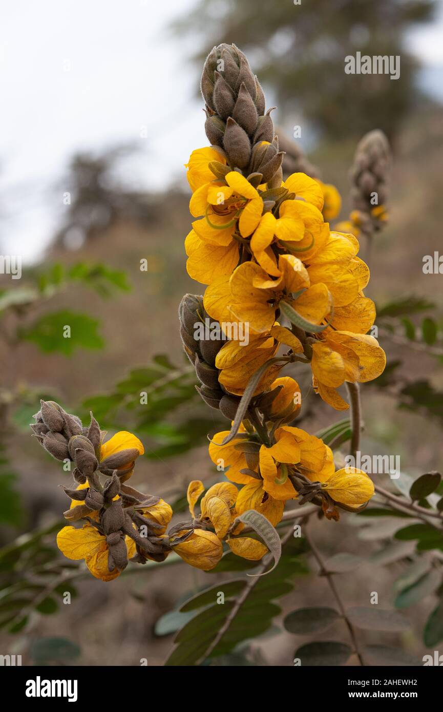 Popcorn Senna, Senna didymobotrya,  Fabacee, Ngorongoro Conservation Area, Tanzania, Africa Stock Photo