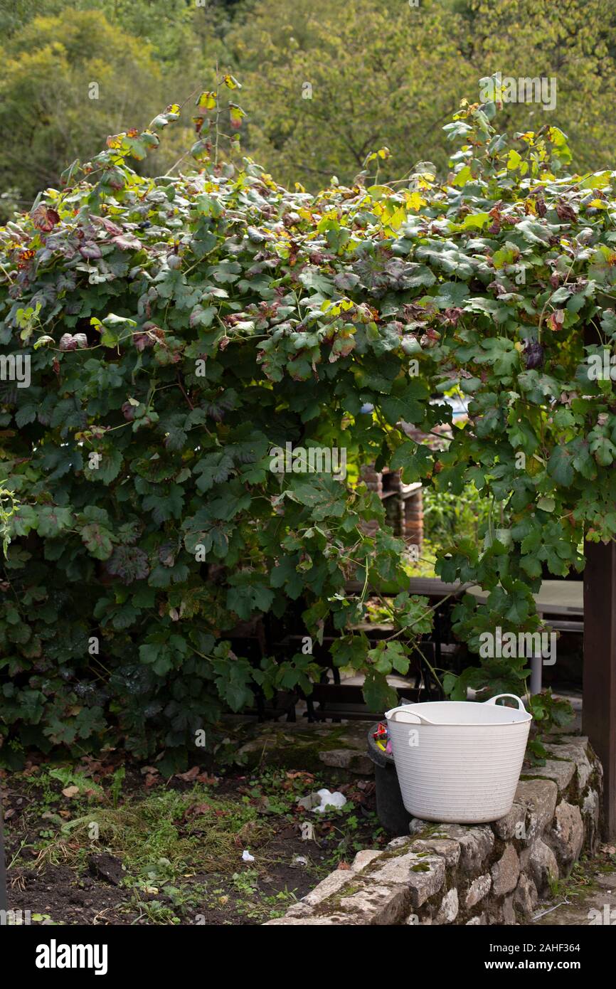 Vine and a basket Stock Photo
