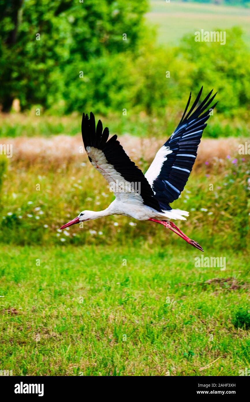 Stork fly. Beautiful landscape. time of year summer. Stock Photo