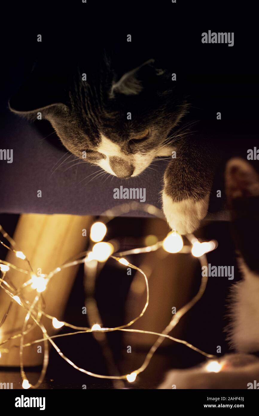A portrait of a kitten looking down at some fairy lights ready to start  playing with them. the young animal is reaching out to the lights with its  paw Stock Photo -