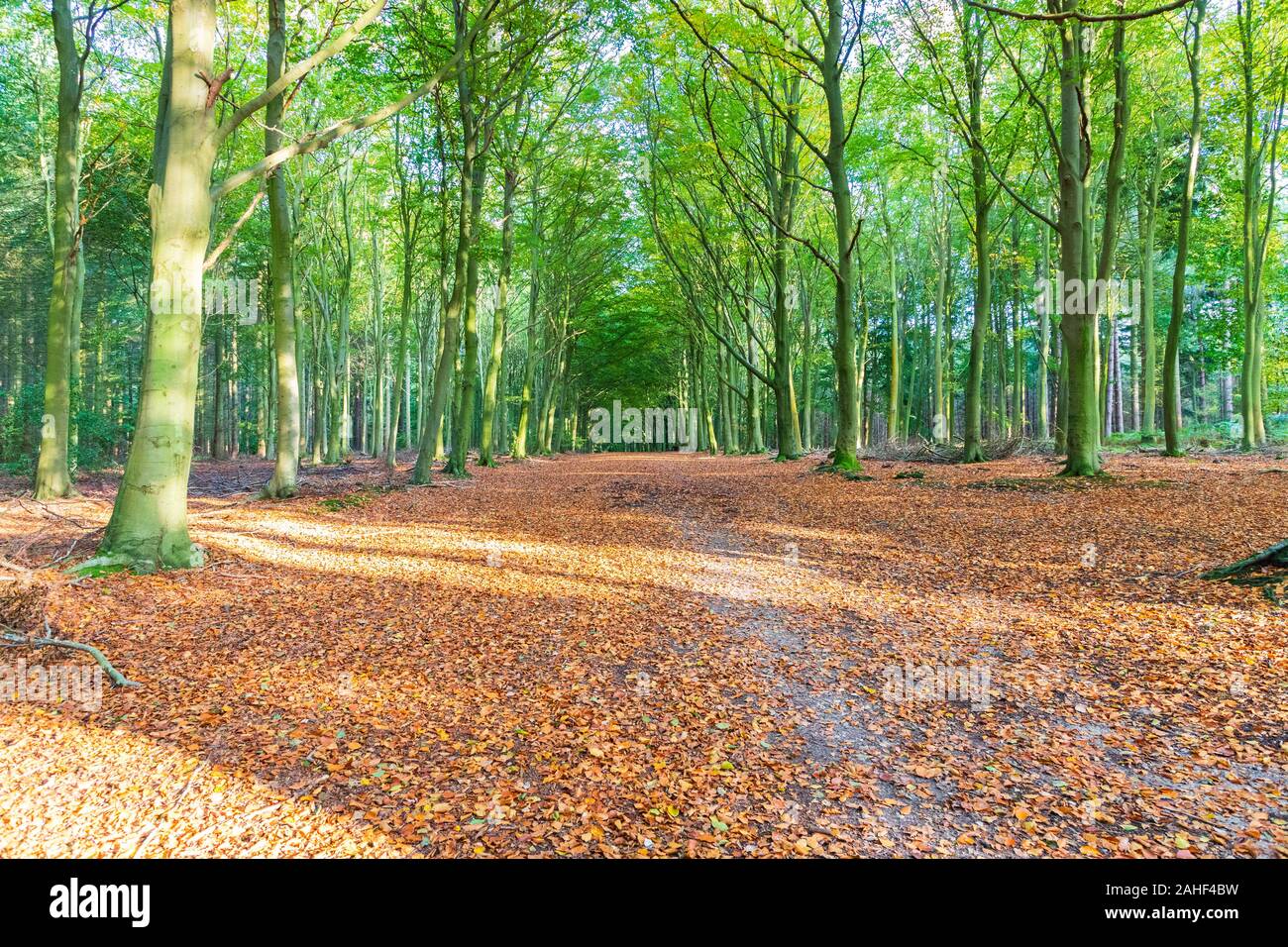 Golden fall colours hires stock photography and images Alamy