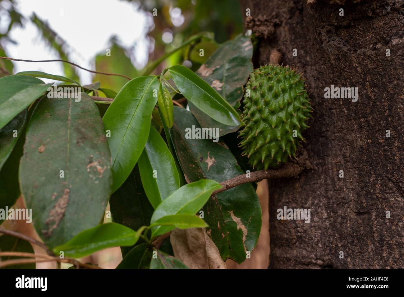 Fresh Guanabana, Annona muricata, Annonaceae, Mto Wa Mbu, Tanzania, Africa Stock Photo