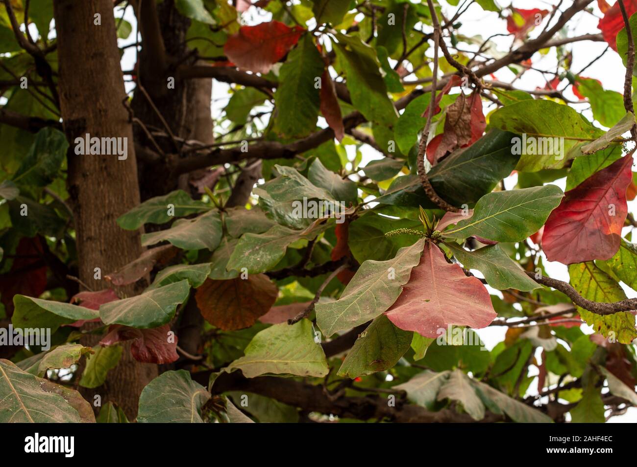 Leafs by the the tree of Bungo fruit, Saba comorensis, Apocynaceae, Mto Wa Mbu, Tanzania, Africa Stock Photo