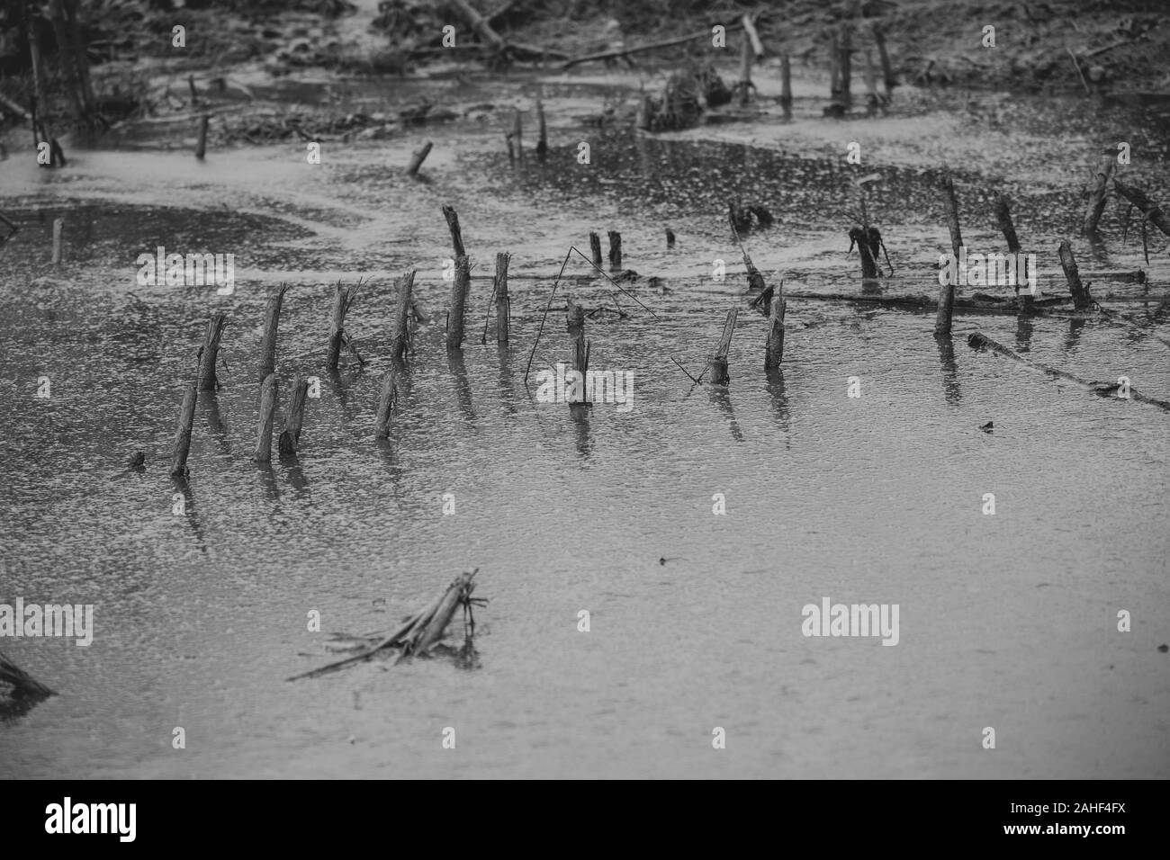 Maize tree Black and White Stock Photos & Images - Alamy