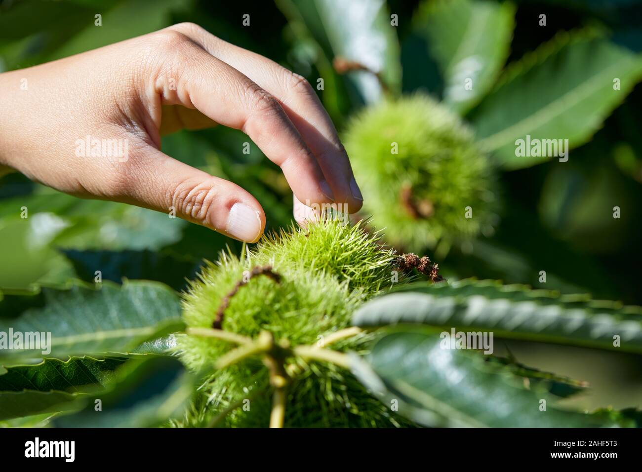Hand touching a spiny green chestnut cupule on a branch Stock Photo