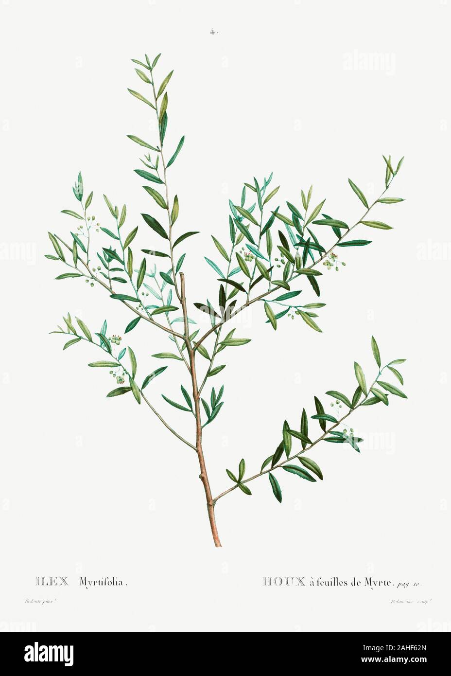 Myrtle dahoon (Ilex Myrtifolia) from Traité des Arbres et Arbustes que l’on cultive en France en pleine terre (1801–1819) by Pierre-Joseph Redouté. Or Stock Photo