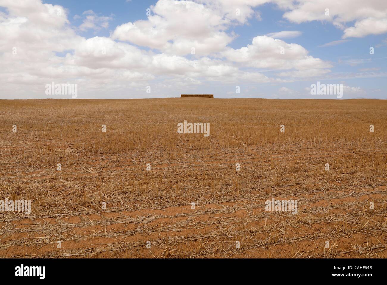 Wheat field in the Swartland, Western Cape Province, South Africa Stock Photo
