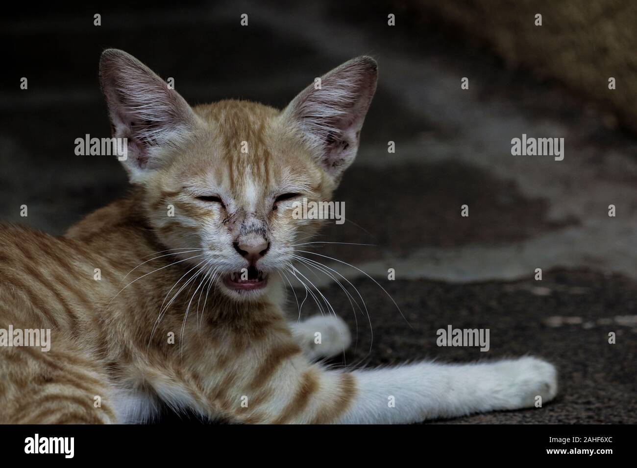 An angry Cat Stock Photo Alamy