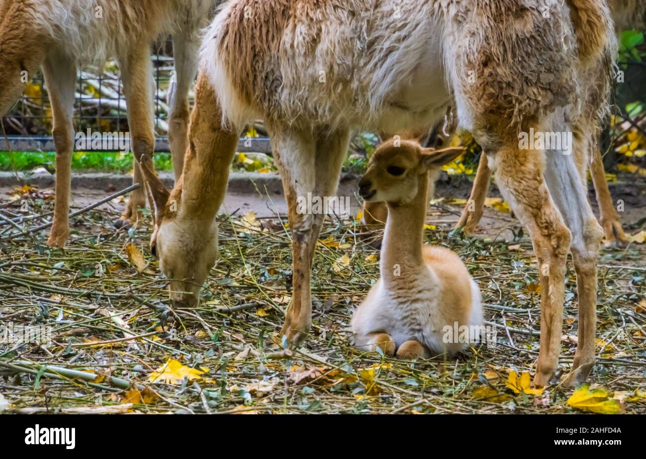 closeup of a vicuna baby sitting under its mother, Adorable animal family portrait, Specie related to the camel and alpaca Stock Photo