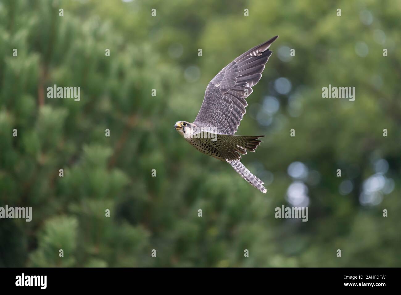 Lannerfalke im Flug, Falco biarmicus, Lanner falcon flying Stock Photo