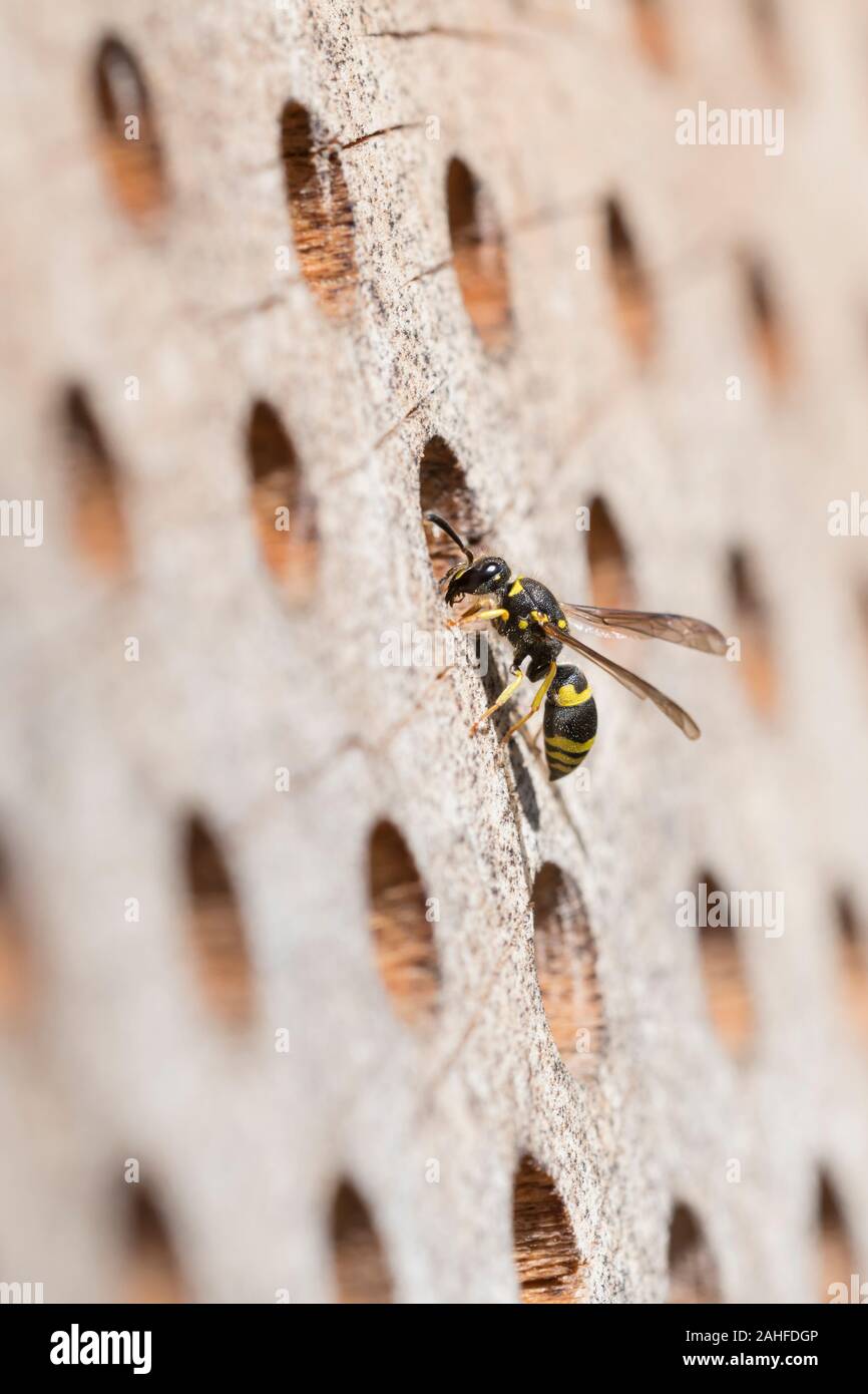 Mauer Lehmwespe, Ancistrocerus nigricornis, mason wasp Stock Photo