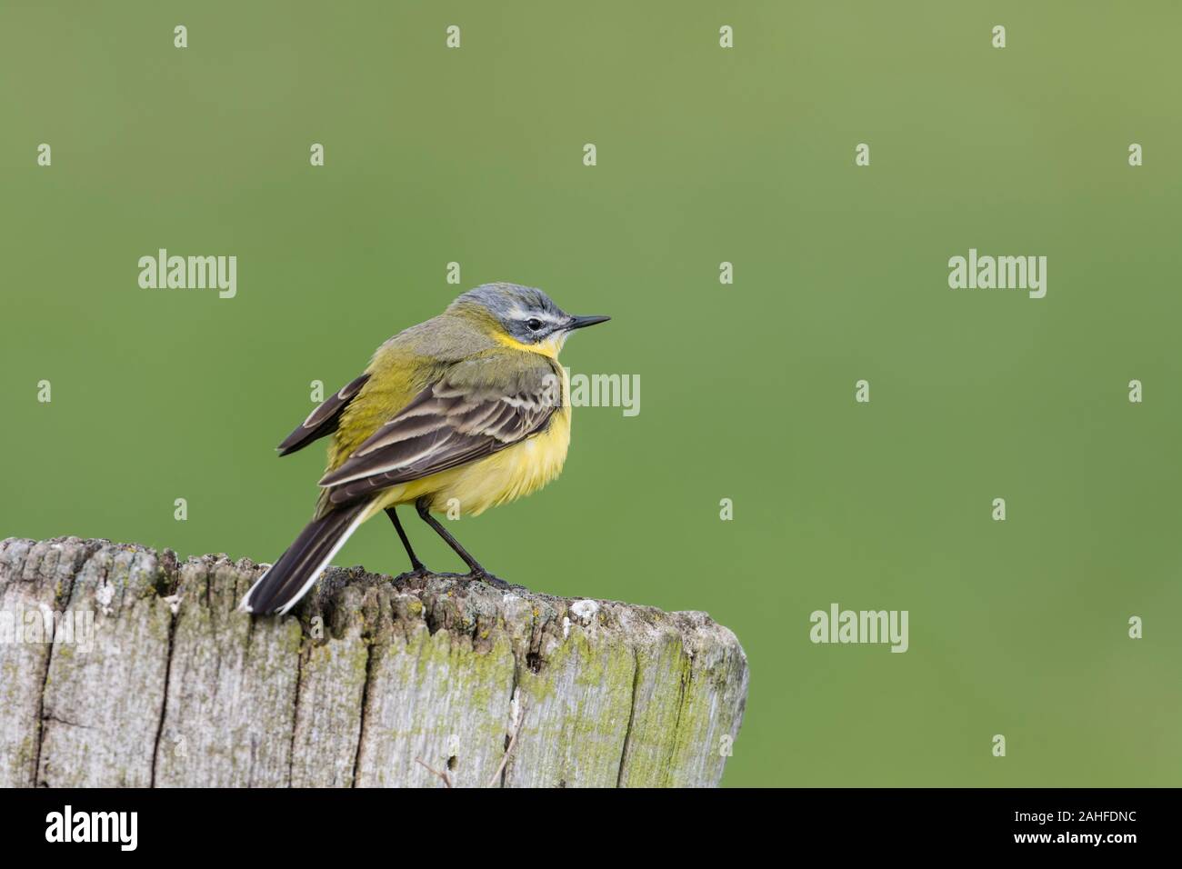 Schafstelze Maennchen, Motacilla flava, Male western yellow wagtail Stock Photo