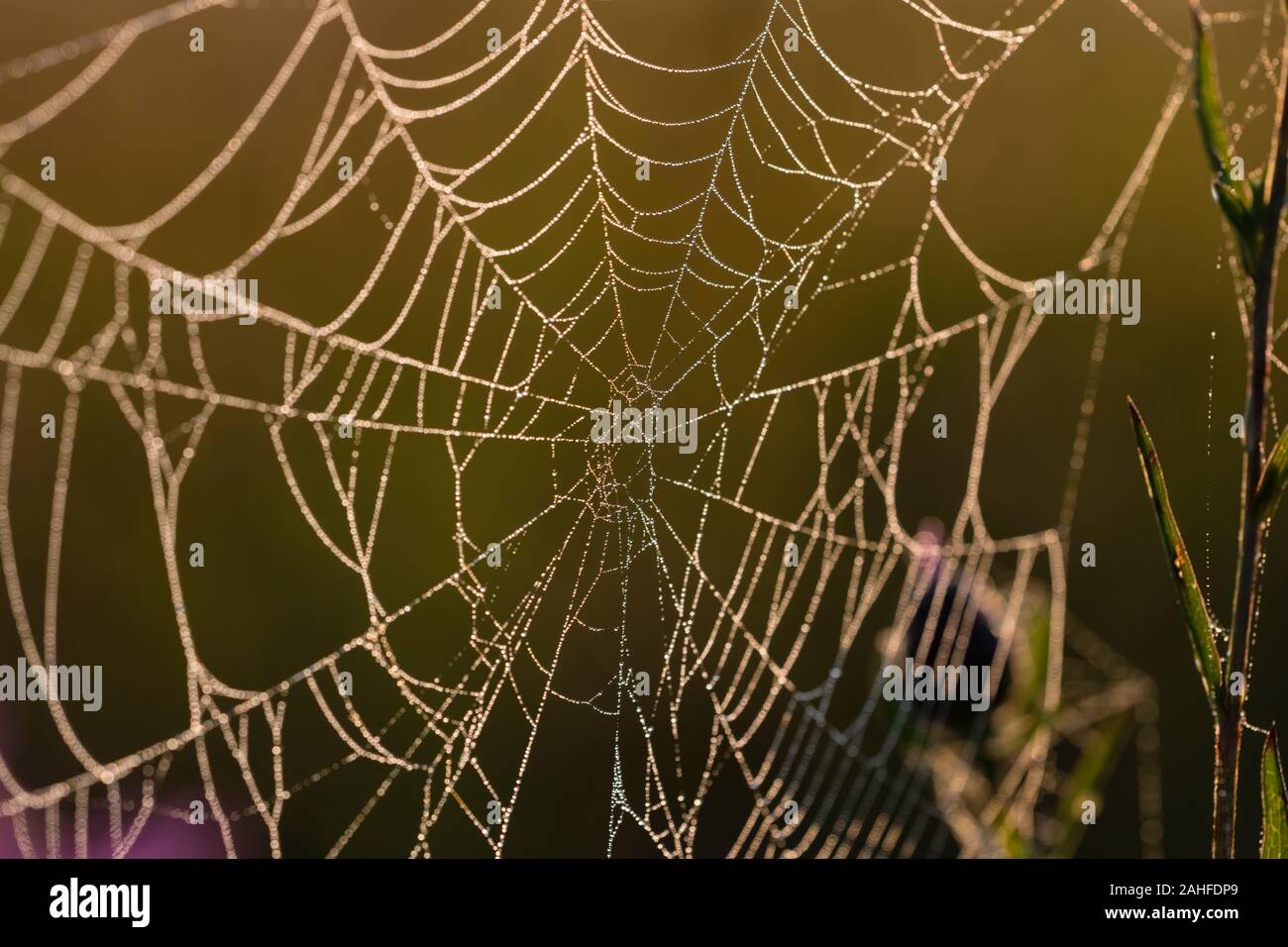 Spinnenetz im Gegenlicht, Spiders Web Backlighting Stock Photo
