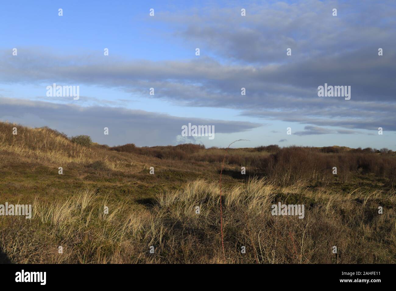 Dunes landscape in the Netherlands Stock Photo - Alamy