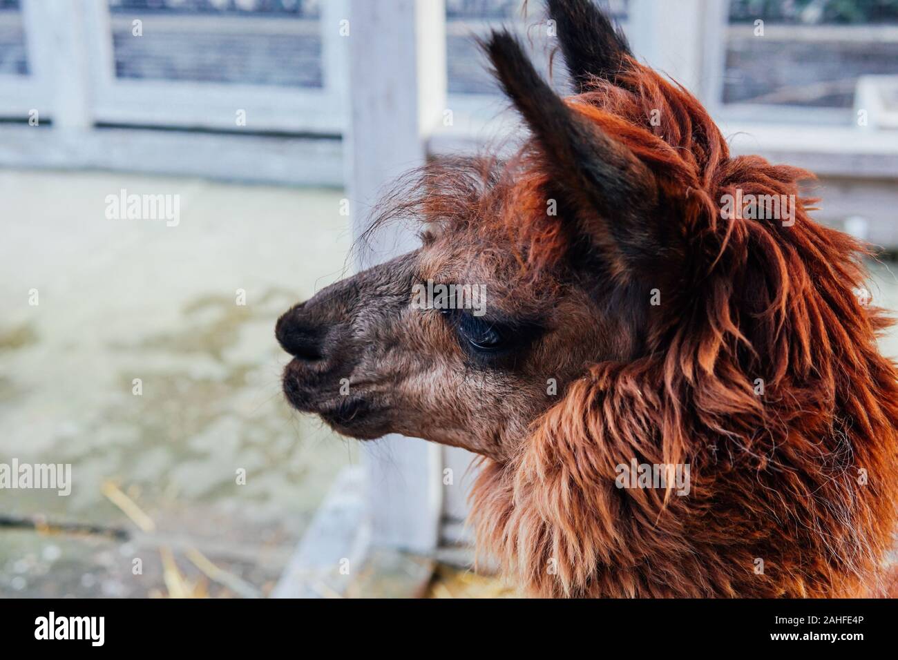 Red Llama Stock Photos Red Llama Stock Images Alamy