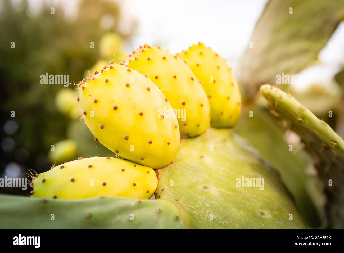 Close-up of prickly pear fruits on pad. Apulia region, Italy Stock Photo