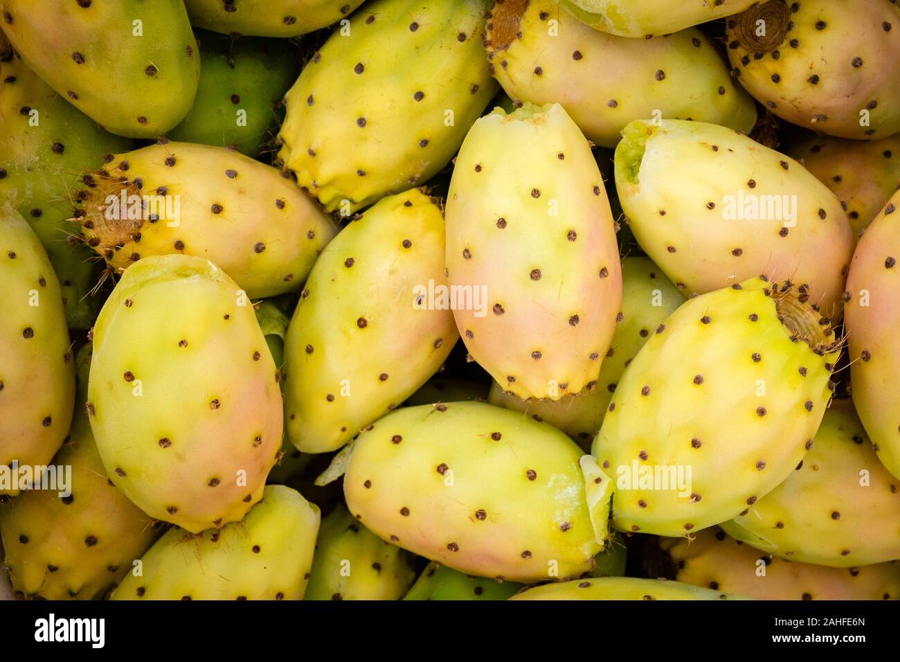 Close-up of prickly pear fruits. Apulia region, Italy Stock Photo