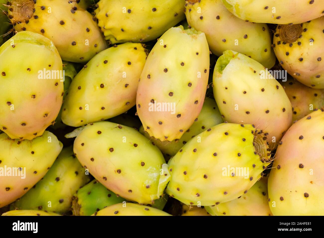 Close-up of prickly pear fruits on pad. Apulia region, Italy Stock Photo