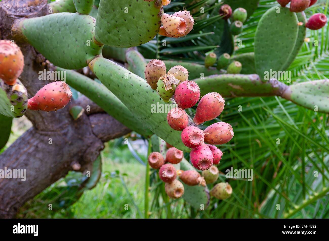 Close-up of prickly pear fruits on pad. Apulia region, Italy Stock Photo