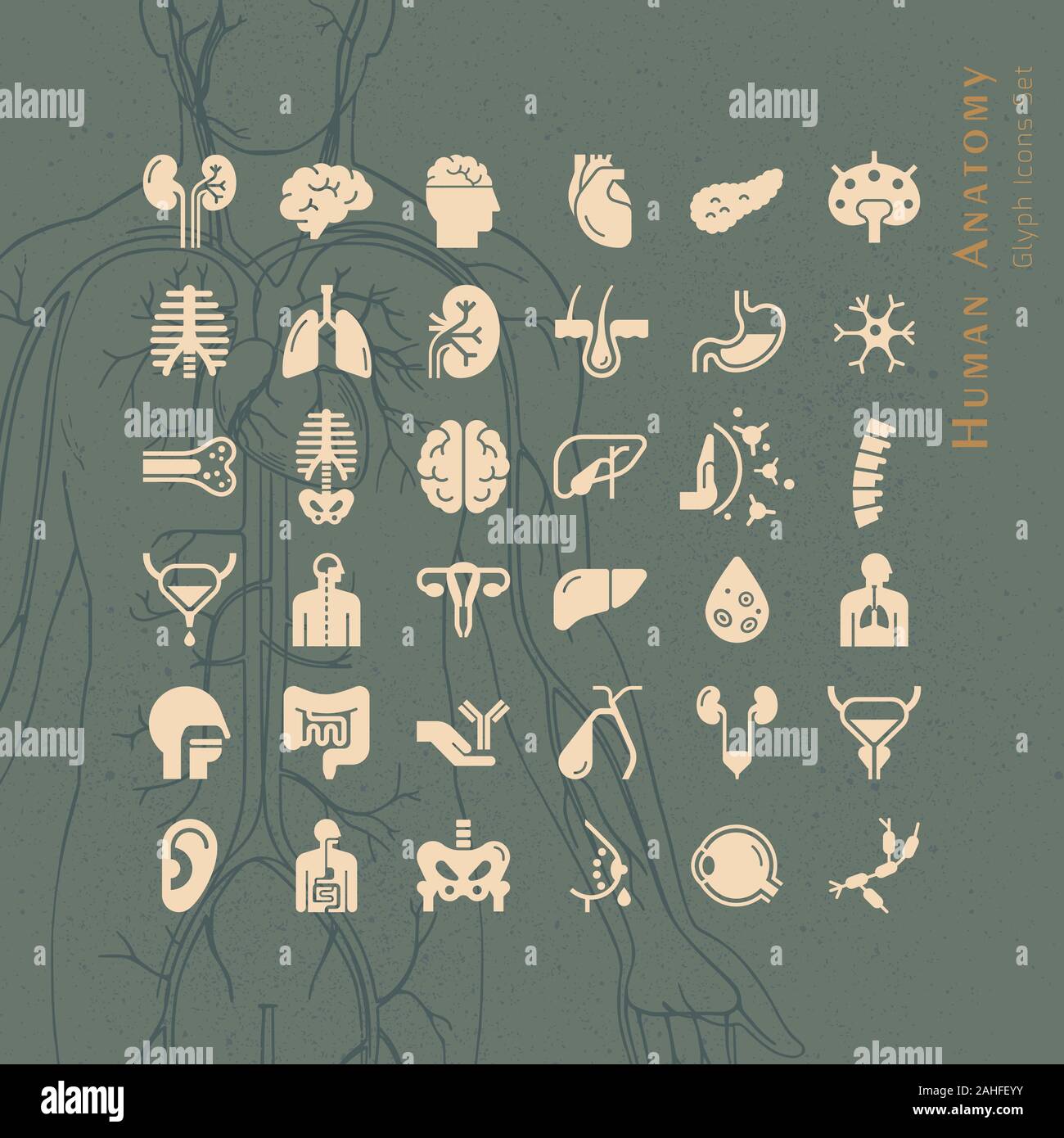 Set of vector icons of internal human organs in a linear style isolated ...