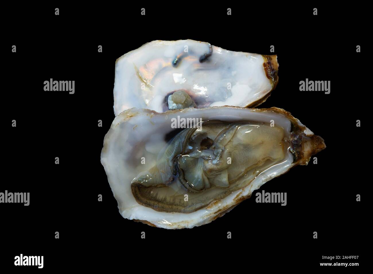 Pacific oyster, Japanese oyster, or Miyagi oyster Stock Photo Alamy