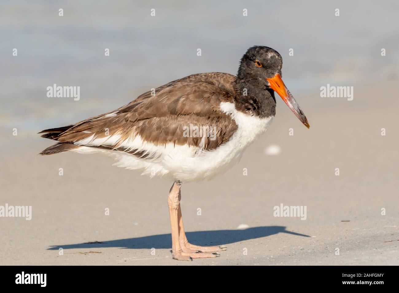 American oyster catcher stands on the beach Stock Photo