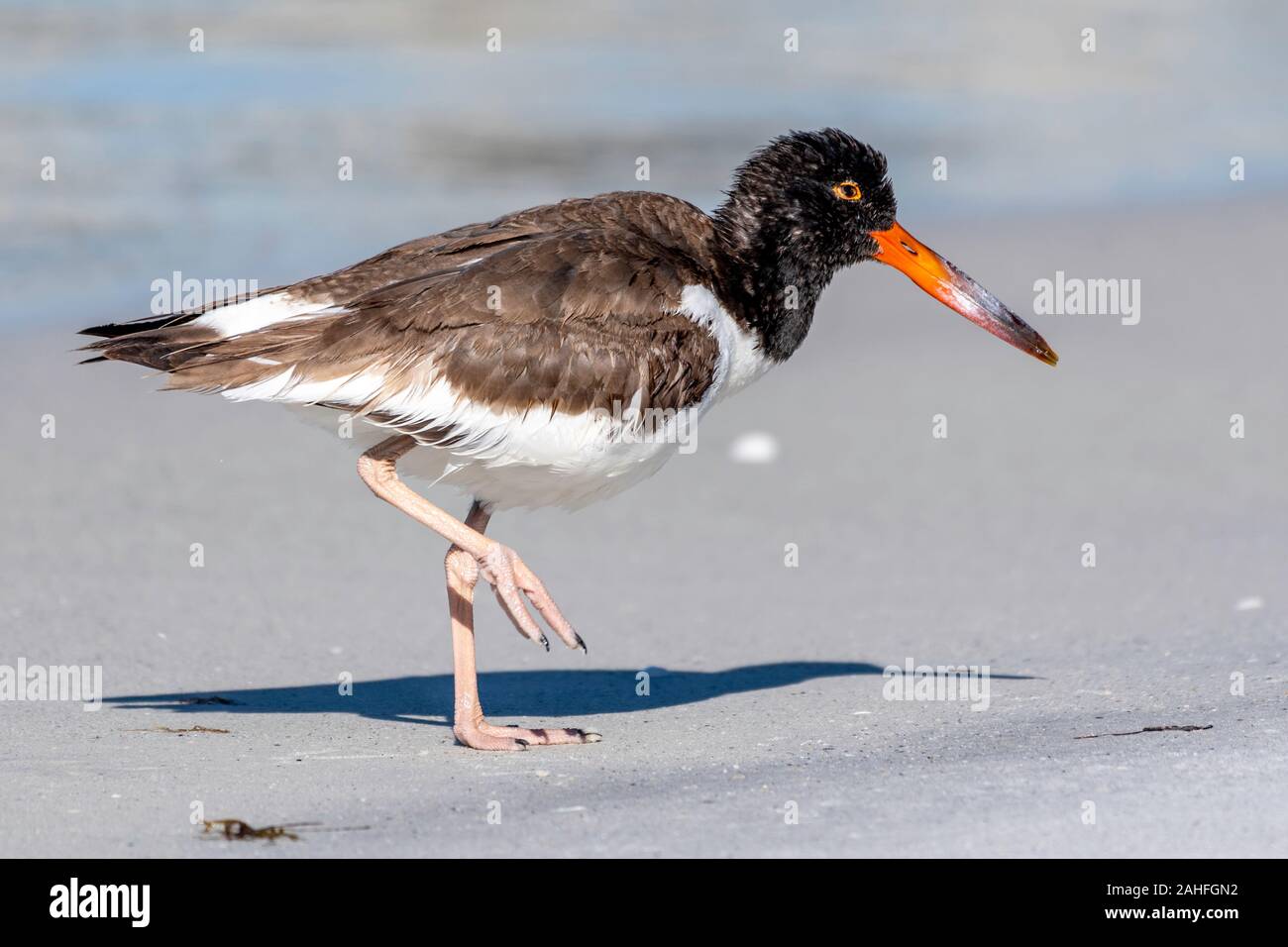 American oyster catcher stands on the beach Stock Photo Alamy