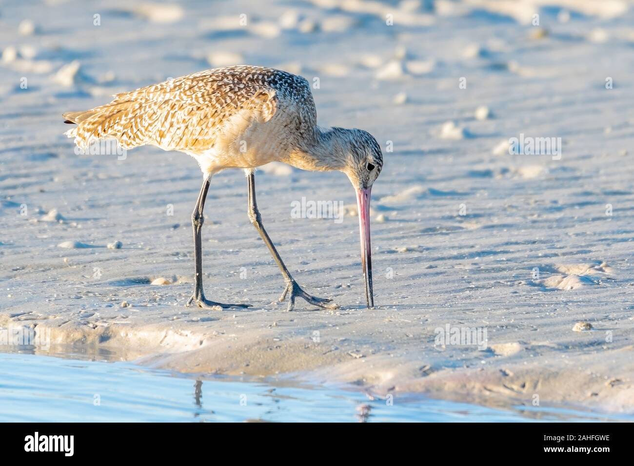 Marbled godwit on the shore of the Gulf of Mexico - Florida Stock Photo