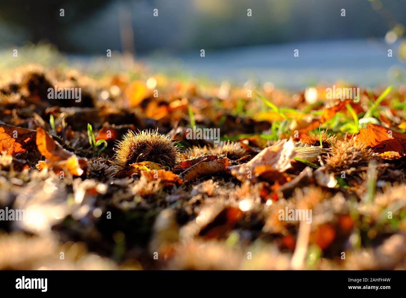 Sycamore leaves in the counter light of sunrise on a frosty meadow under the blue morning sky in autumn Stock Photo