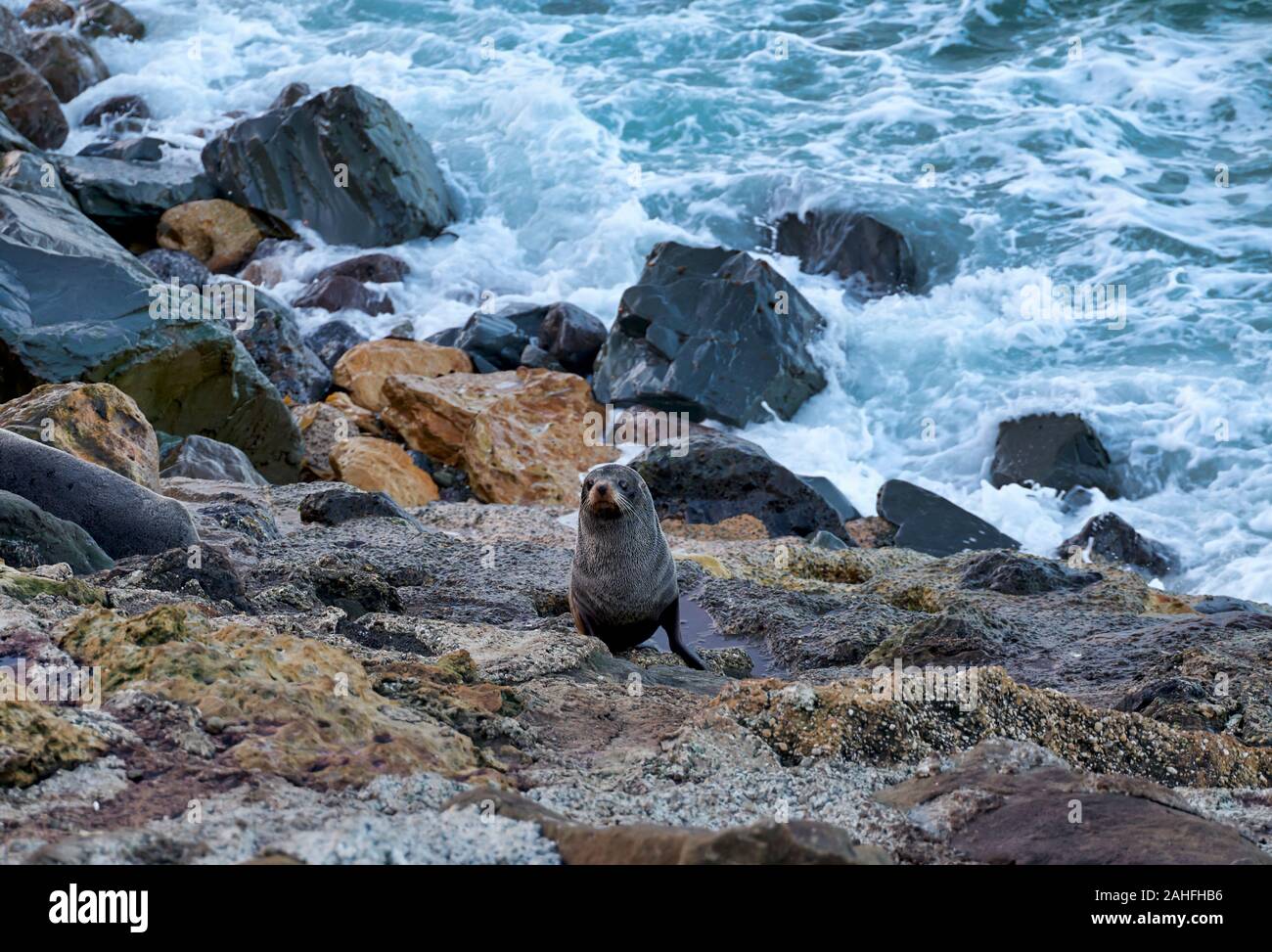 Seal at Oamaru Penguin Colony Sanctuary. New Zealand Stock Photo