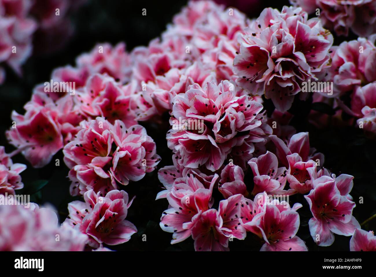 Pink and white azalea flowers against dark background Stock Photo