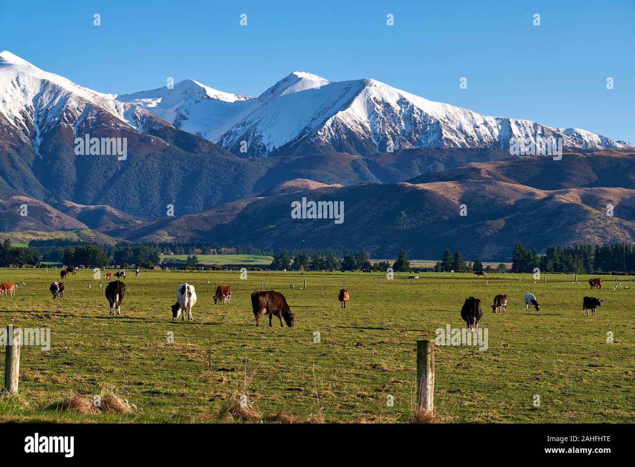 Cattle ranch new zealand hi-res stock photography and images - Alamy