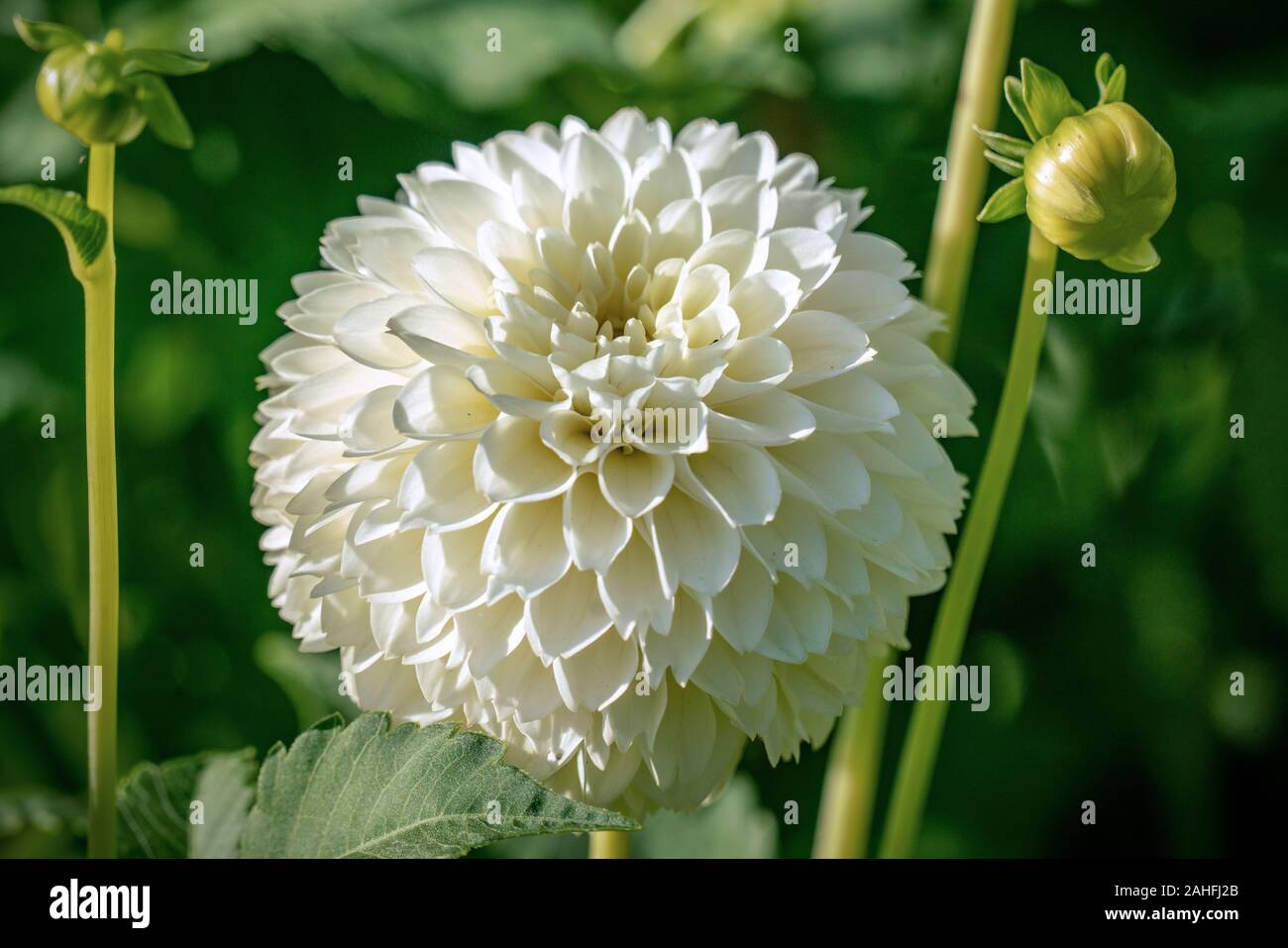 Detailed close up of a beautiful white 'Citrin' ball   dahlia flower blooming in bright sunshine Stock Photo