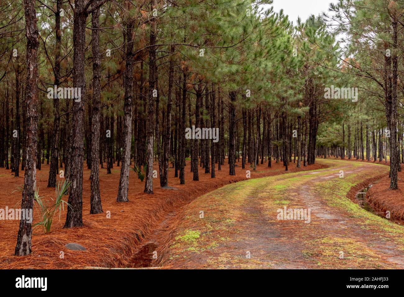Pine trees lined the road in the winter - Florida, USA Stock Photo