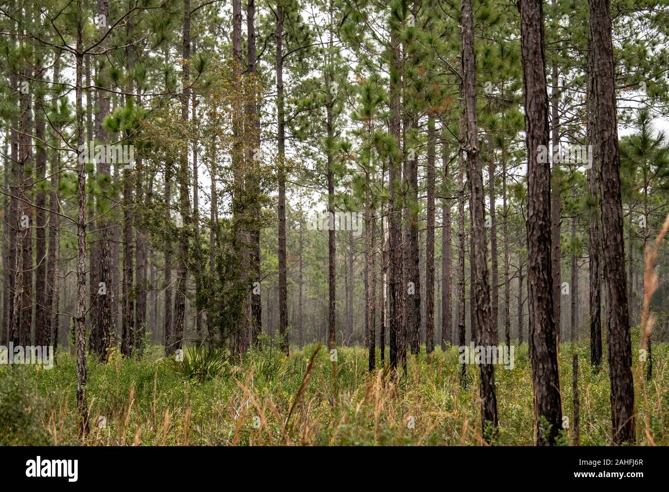 Pine trees in the winter wilderness of Florida Stock Photo