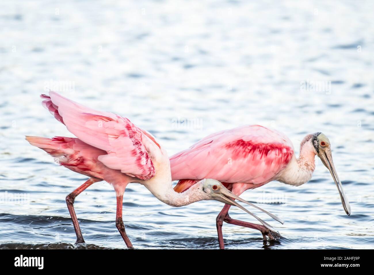 Roseate spoonbills searching a lake for food.  Florida USA Stock Photo