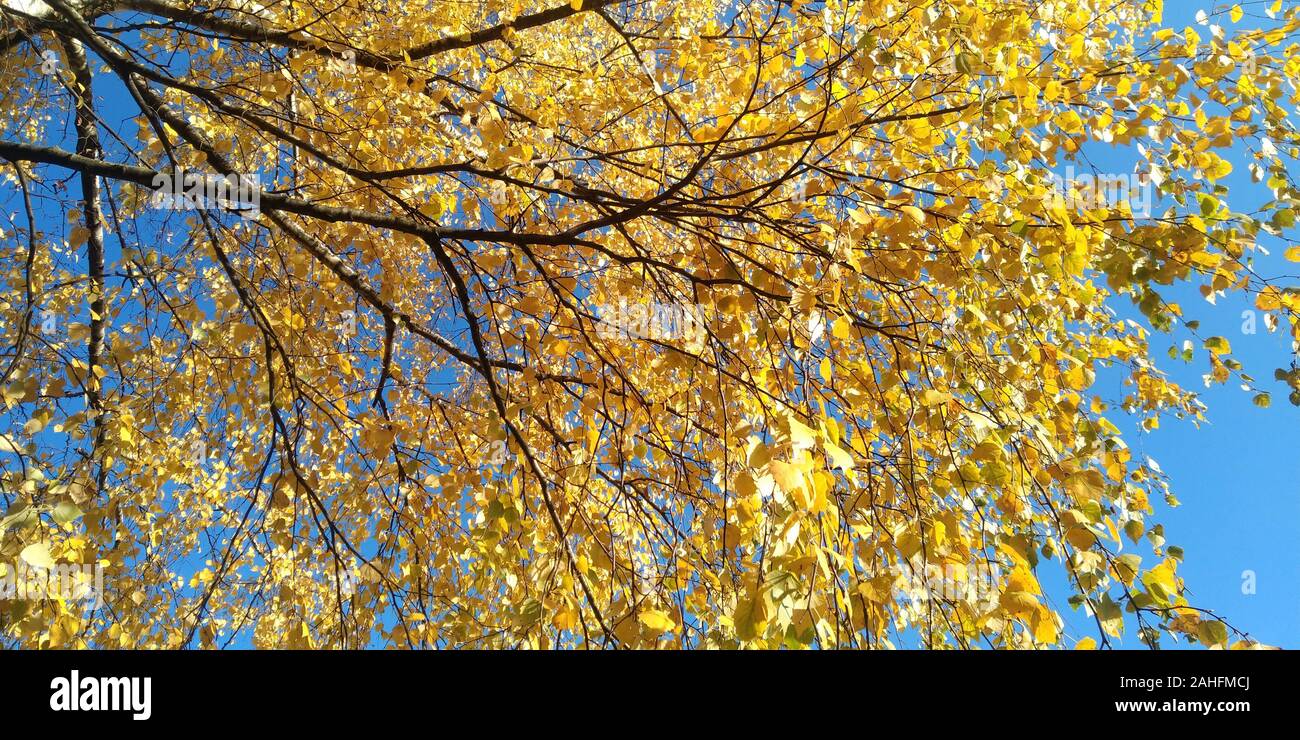 Golden leaves in the branches and clear blue sky. Nature background. Stock Photo
