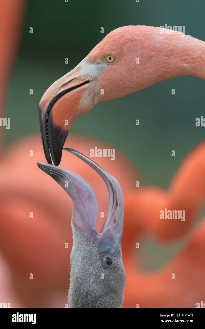 Flamingo feeding baby hires stock photography and images Alamy