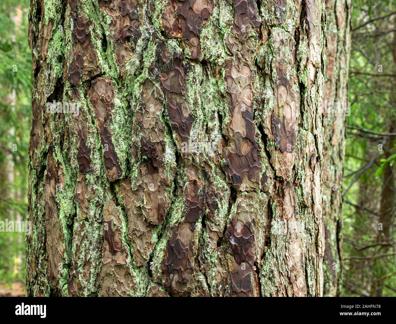pine wood texture on blurred background, pine forest Stock Photo - Alamy