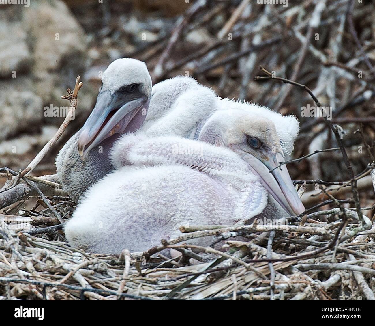 Baby Pelican High Resolution Stock Photography And Images Alamy Baby Pelican High Resolution Stock Photography And Images Alamy
