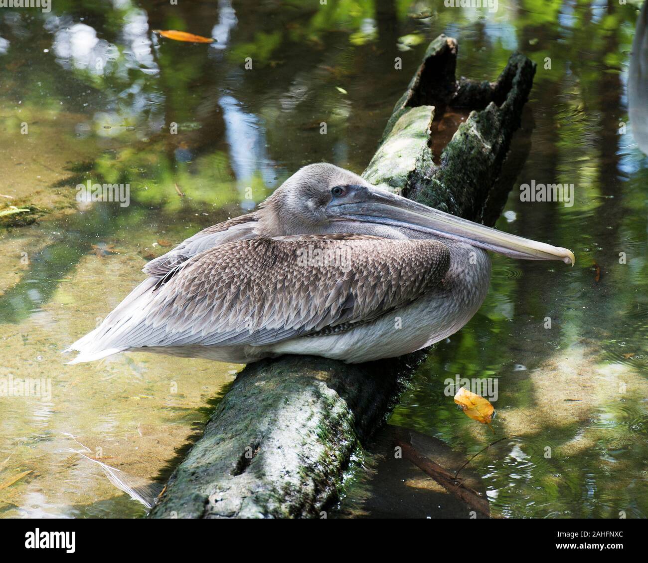 Brown pelican enjoying life Stock Photo - Alamy