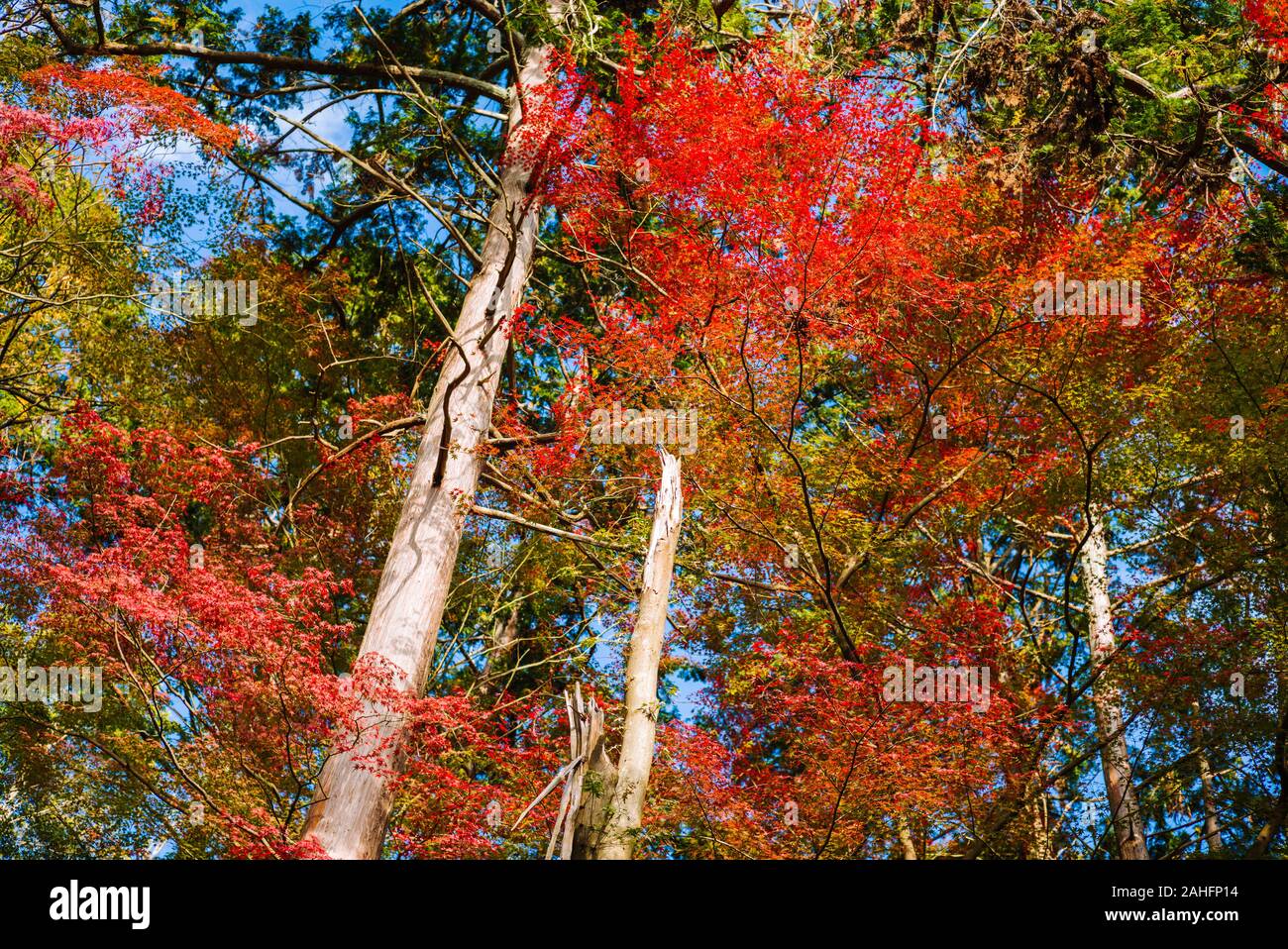 Intense Japanese maple autumn foliage Stock Photo - Alamy