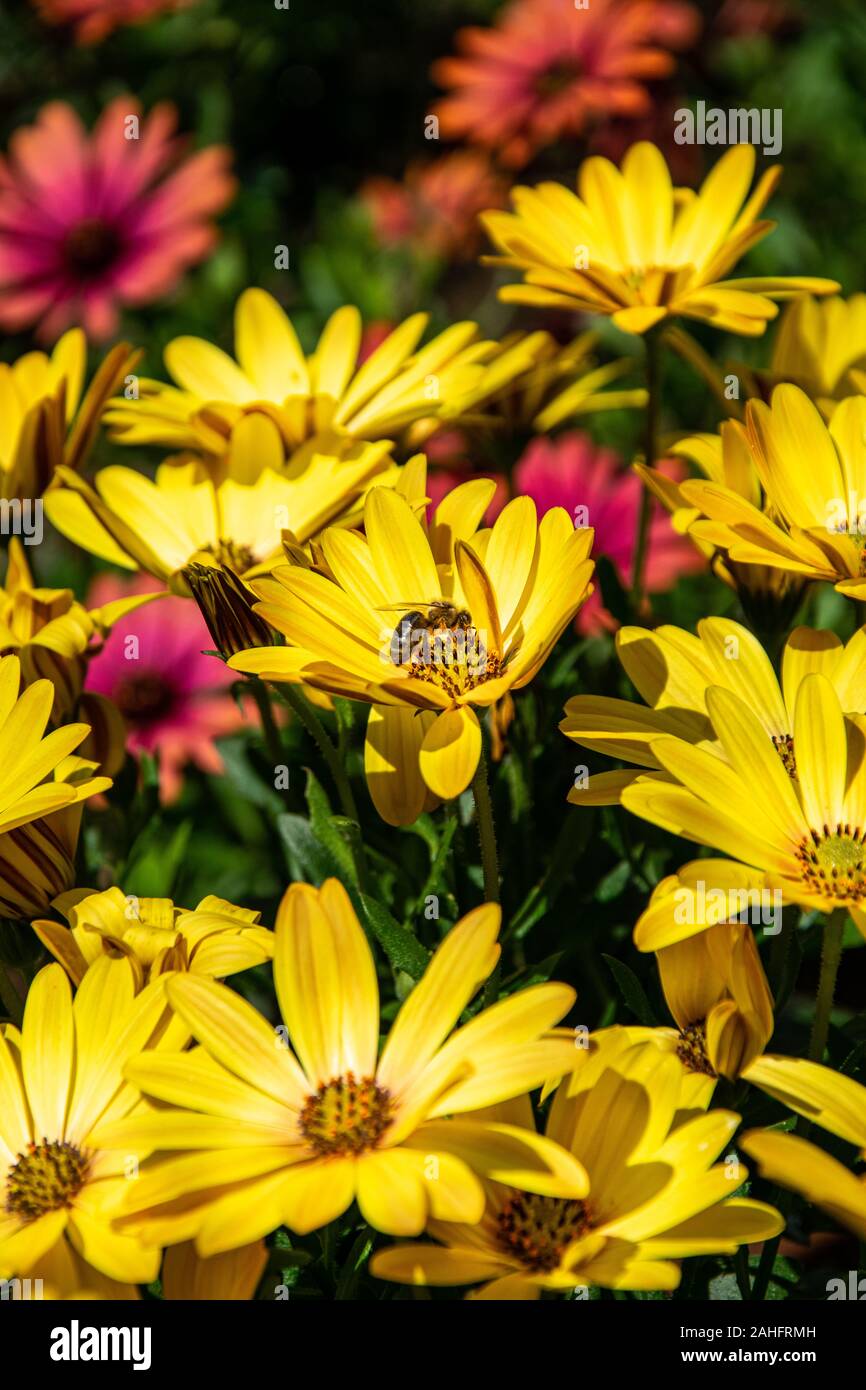 a single bee collecting pollen from a collection of colourful flowers found in the center of Marbella, Spain Stock Photo