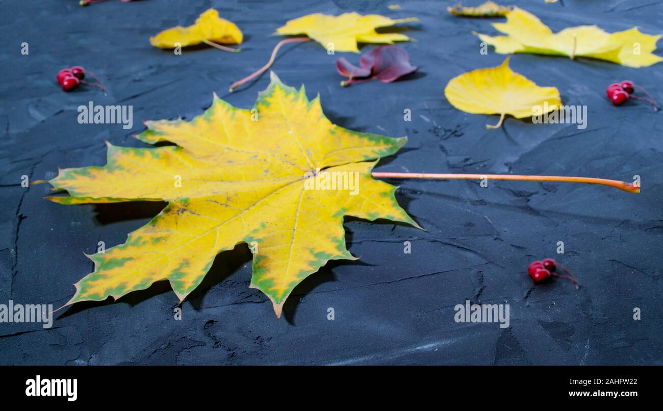 Maple leaf on the concrete background. Bright yellow maple leaf closeup. Stock Photo