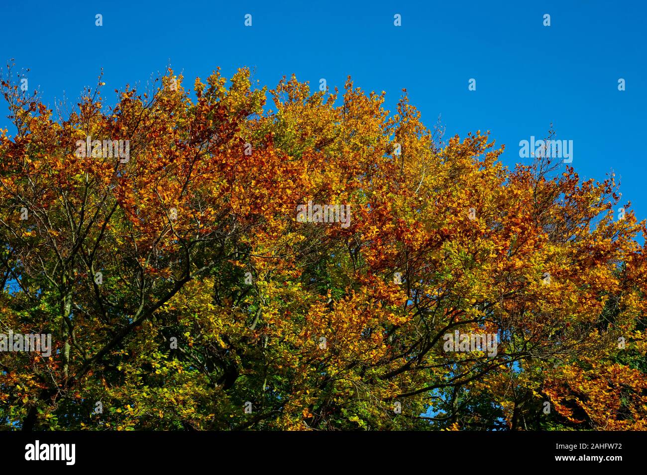 The crown of a tree with the green leaves turning a beautiful autumnal shade against a clear blue sky Stock Photo
