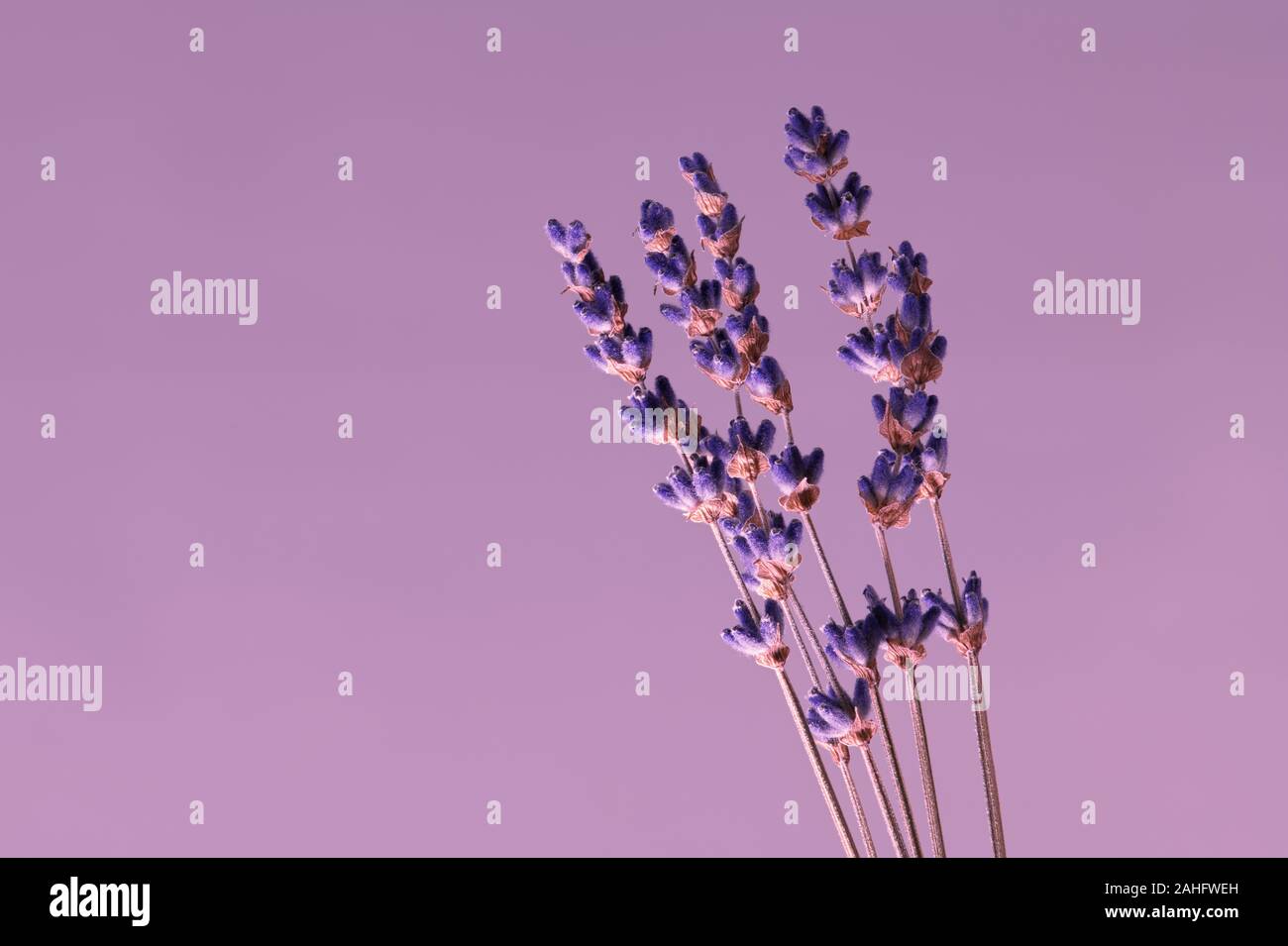 Dried lavender flowers in close-up macro. Isolated with copy space, elegant in design on violet background. Vintage style. Stock Photo