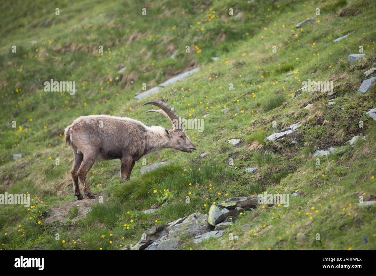 Alpine ibex (Capra ibex) on Grossglockner, Austria's highest mountain. Stock Photo